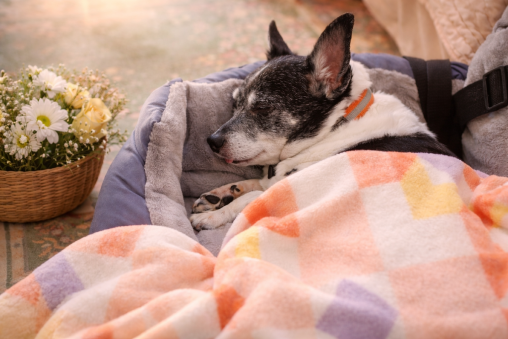 Cozy Lilbit