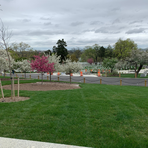 Nice view and Cherry Blossom Trees
